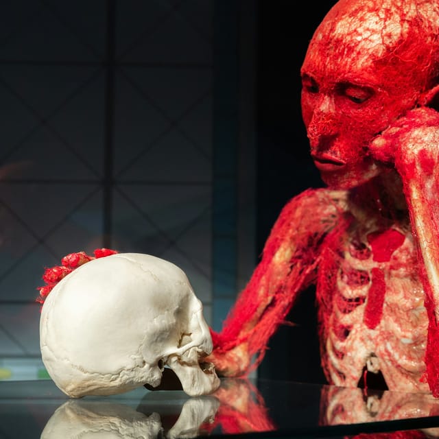 body-worlds-museum-heidelberg-anatomy-of-happiness_1