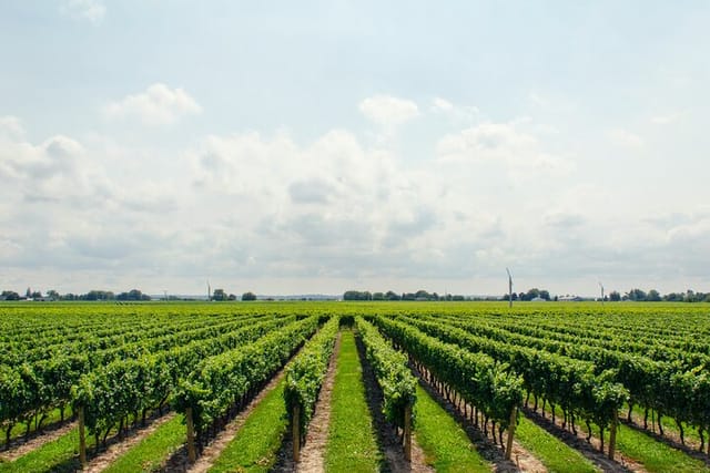 Private Full Day Tour to Vineyard (Rhine Valley) from Frankfurt - Photo 1 of 9