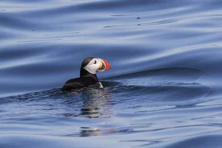 Sightseeing Around Nólsoy to see Puffins - Photo 1 of 9