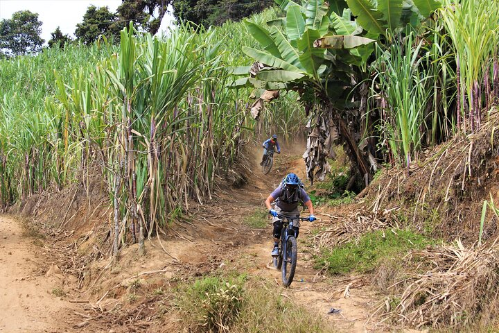 Mamarumi Trail - Sugarcane Plantations 