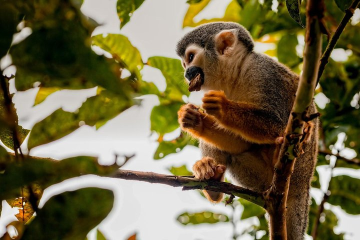 Squirrel Monkey