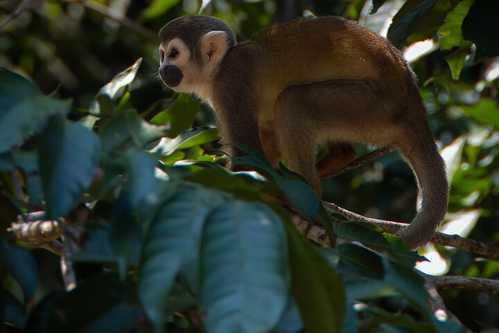 5 Days Cuyabeno Amazon Experience at Waita Lodge - Photo 1 of 14