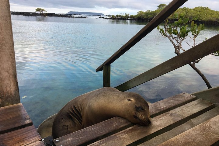 Galapagos Sea Lion