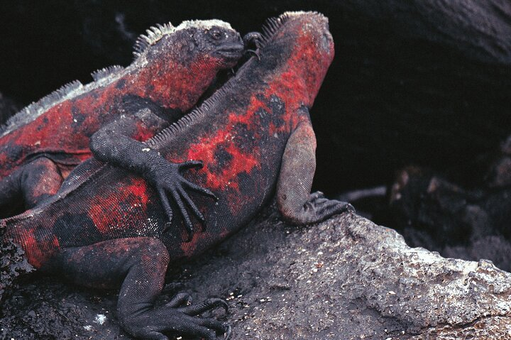 Lava Iguanas