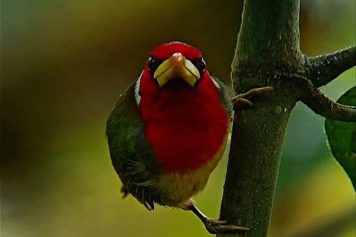 red headed barbet