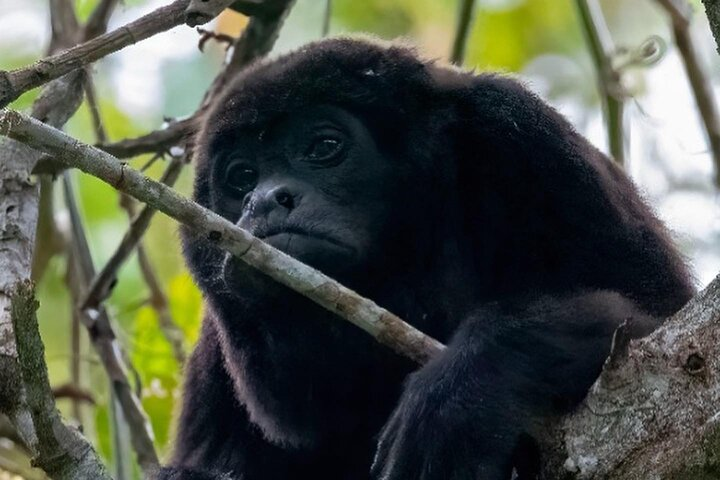 howler monkey species that lives in the forests of churute