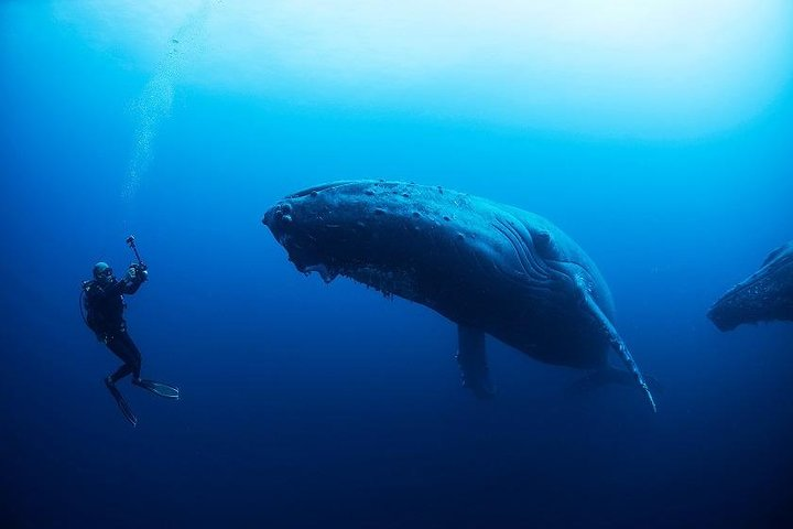 Diving tour to La Plata island and whales watching - Photo 1 of 6