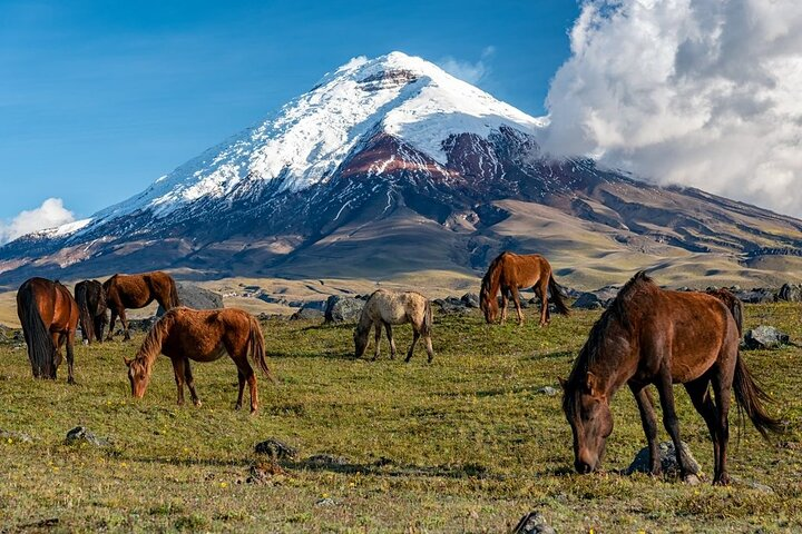 Elevate: A Day's Odyssey to Cotopaxi's Majestic Heights! - Photo 1 of 8