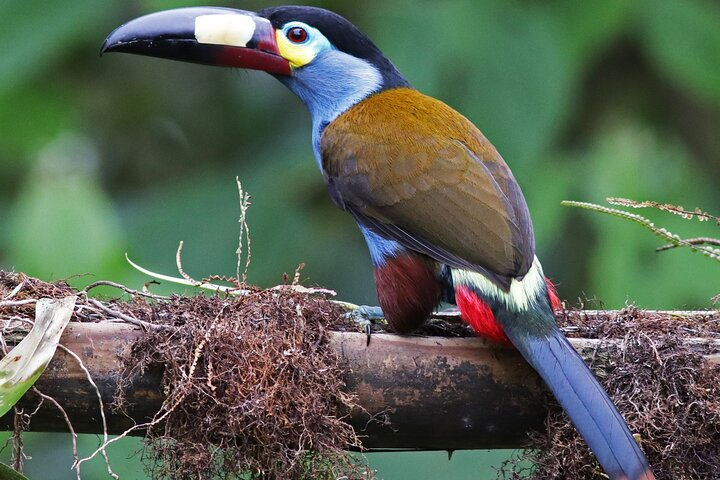 Plate Billed Mountain Toucan