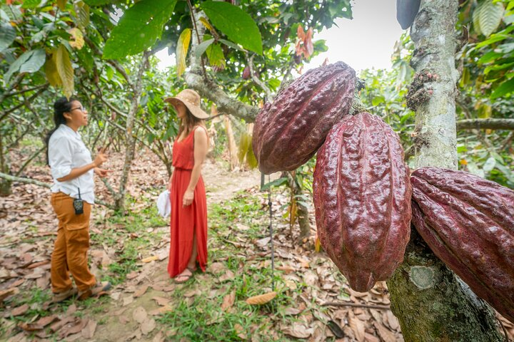 Exclusive private luxury cocoa experience - Photo 1 of 12