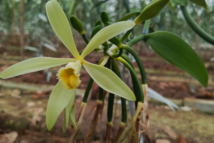 Flor de vainilla