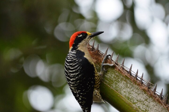 Full day of bird watching in Guayaquil - Photo 1 of 3