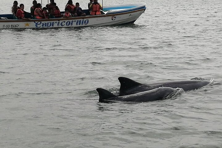 bottlenose dolphins These marine mammals have the habit of accompanying or escorting the boats that make their journeys along these channels.