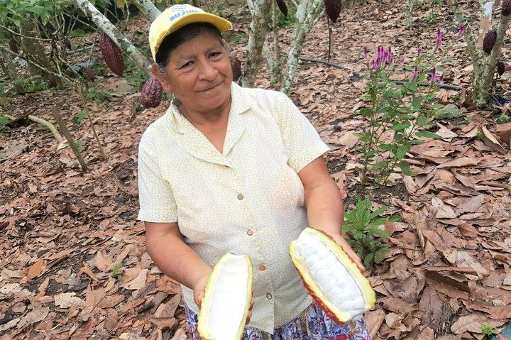 Local cocoa farm