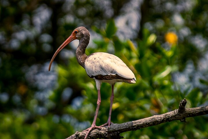 During the tour, you can observe numerous species of water birds such as herons, pelicans, frigatebirds, kingfishers, and ospreys. You can also see other fauna species, like crocodiles and iguanas.