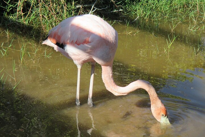 Isabela full-day from Santa Cruz with Tintoreras & Flamingos - Photo 1 of 7