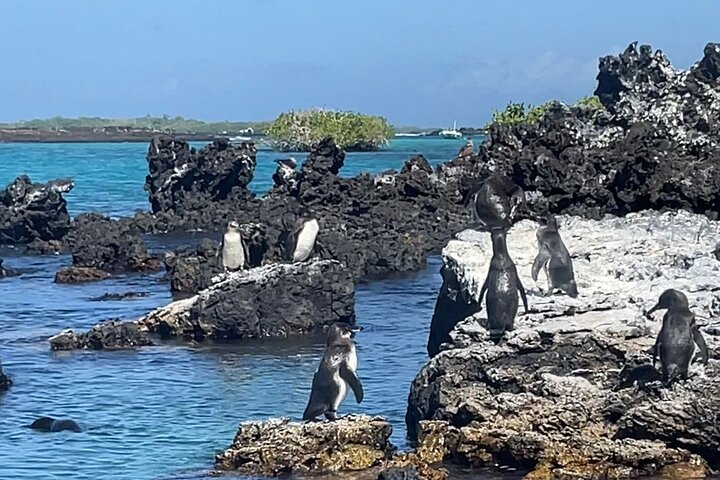 Isabela Island Experience with Penguins, Boobies Flamingos - Photo 1 of 6