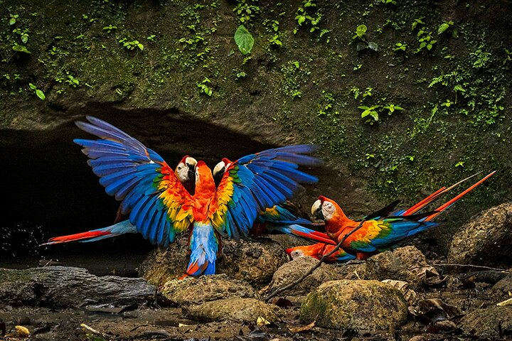 Scarlet Macaws