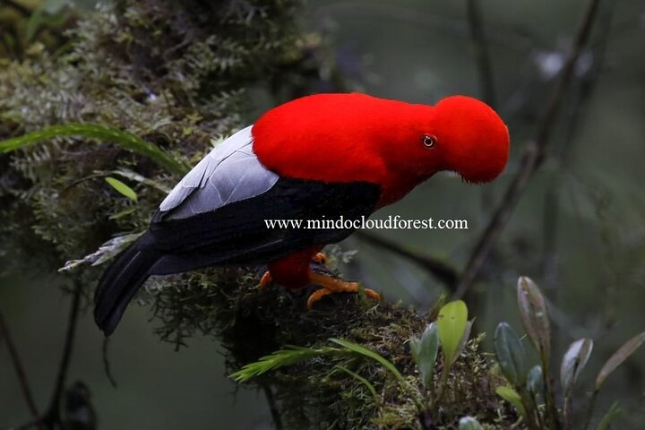 MindoCloudForest DayTour by Richard Hernandez-Customizable - Photo 1 of 23