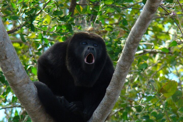 Private Tour of the Howling Monkey in Cerro Blanco Guayaquil - Photo 1 of 9