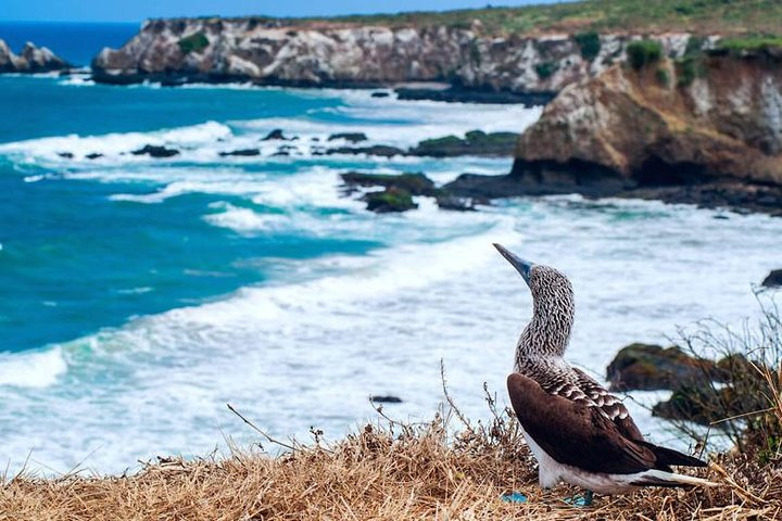 Tour to La Plata island and whales watching - Photo 1 of 6