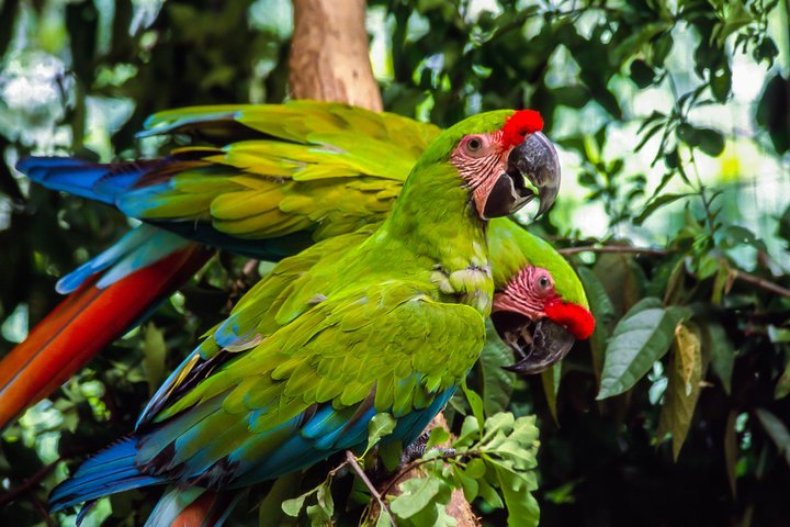 Faune in the Zoo