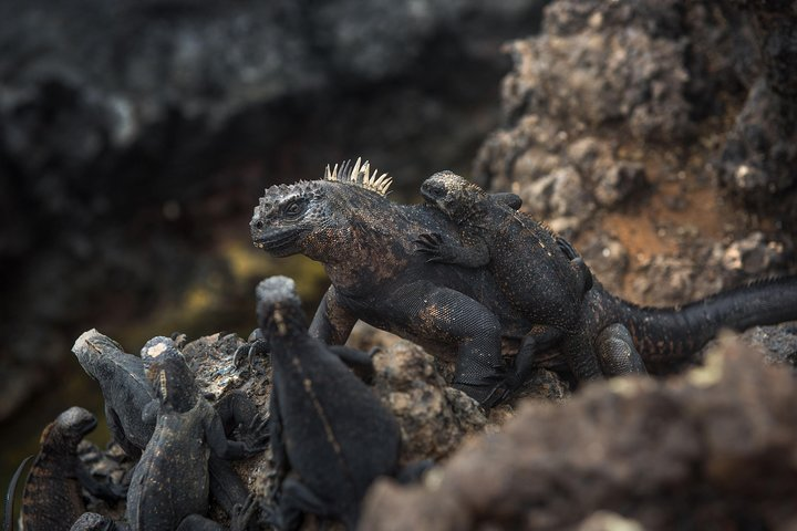 Tour to Tintoreras Bay from Isabela Island - Photo 1 of 10