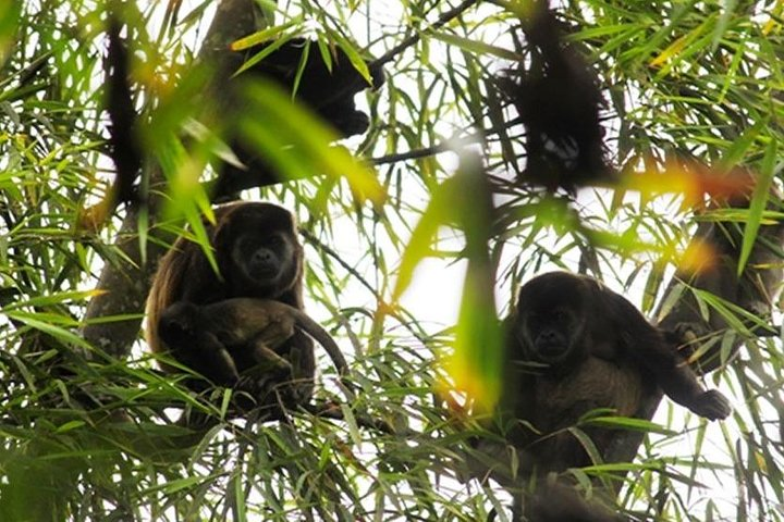 Wet forest tour - Machalilla National Park - Photo 1 of 6