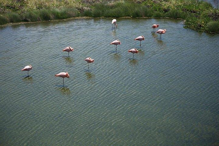 Wetlands Walking Tour in Isabela Island - Photo 1 of 8