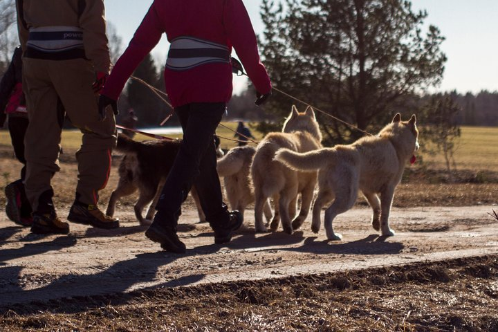 Go for a cani-cross hike in Estonian countryside