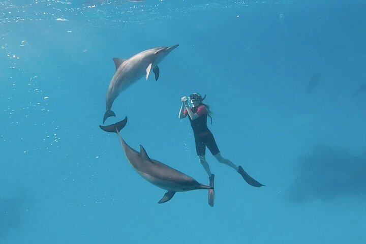 15 Minutes Swimming with Dolphins Sharm  - Photo 1 of 7