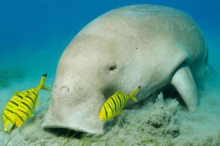 Abu Dabbab Dugong Bay Marsa Alam Tours - Photo 1 of 4