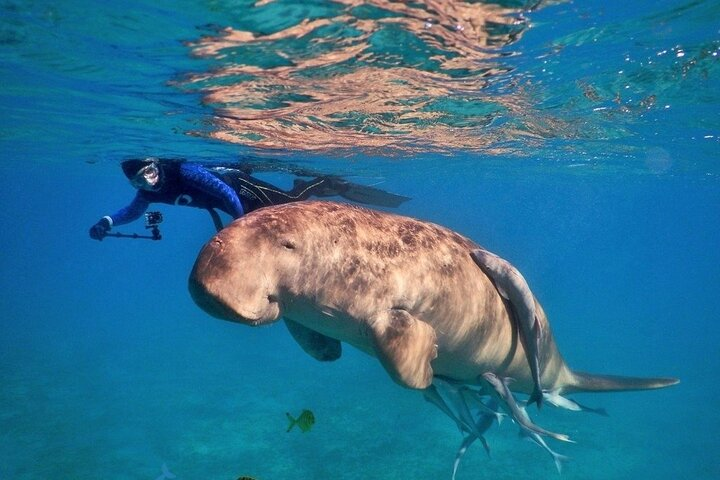 Abu Dabbab National Park over day Snorkel With Turtles & Dugong - Marsa Alam - Photo 1 of 25