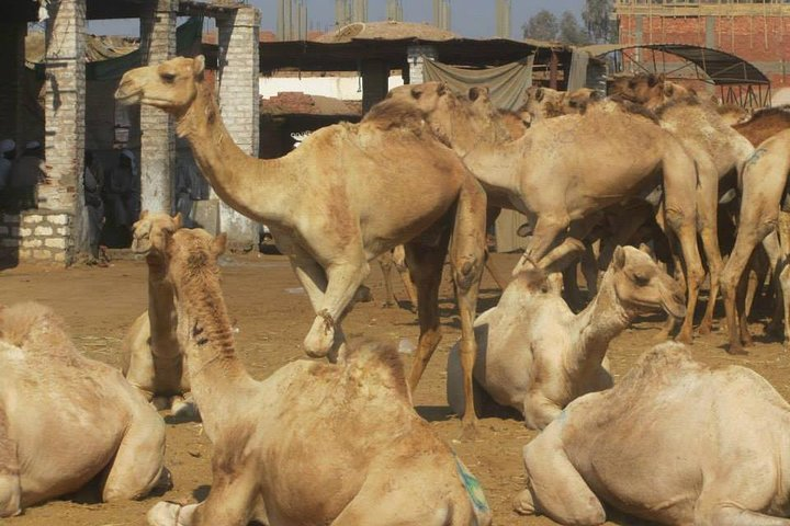 Camel Market 