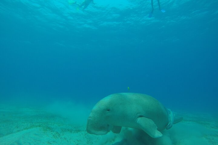 Day trip Snorkel or Dive with Dugong and Turtles - Photo 1 of 11