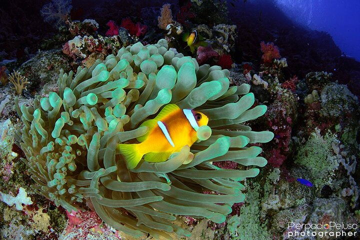 Discover Scuba Diving Sharm El Sheikh - Photo 1 of 21