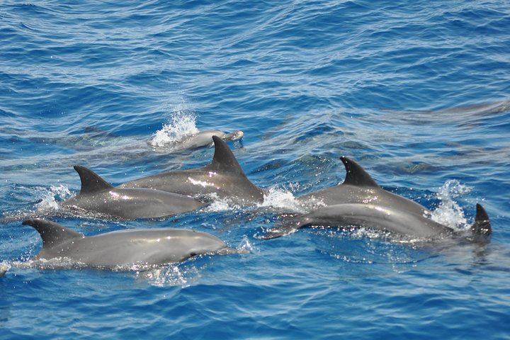 Dolphin Tour in Hurghada - Photo 1 of 12