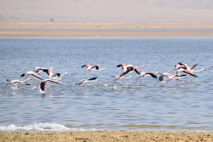 Greater Flamingo