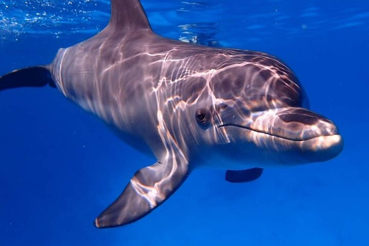 Full-day Dolphin House Tour in Hurghada + Swim With Dolphins - Photo 1 of 9