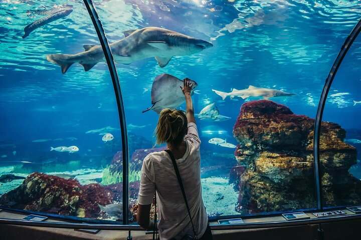 Full Day Grand Aquarium With Transportation - Soma Bay - Photo 1 of 13