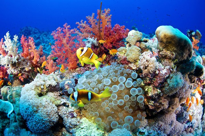 Coral reefs 