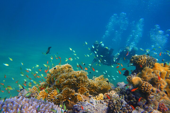 Full-Day Private Scuba Diving Experience in Marsa Alam - Photo 1 of 6