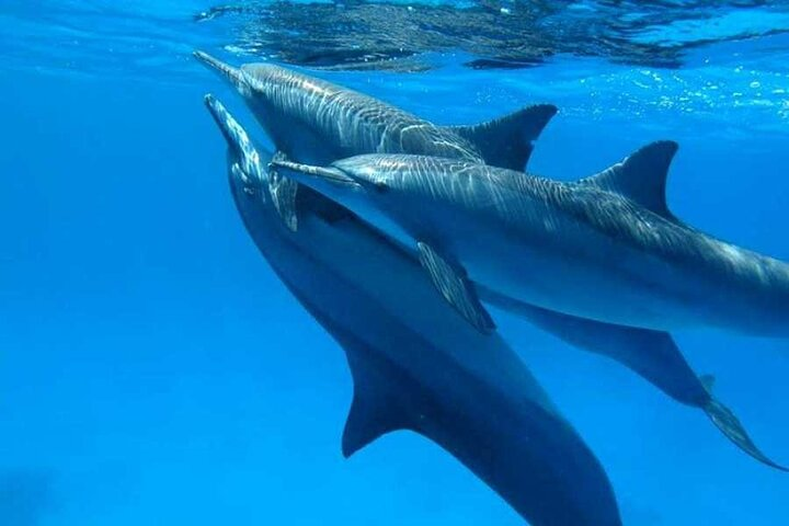 Full Day Sataya Reef Adventure in Marsa Alam - Photo 1 of 9