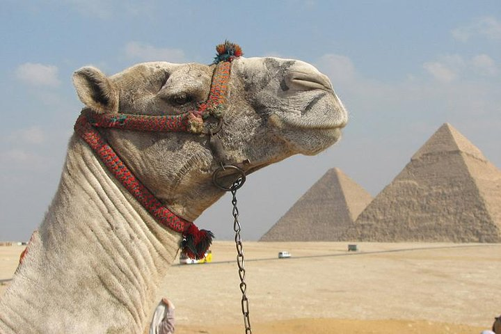 Camel for Ride