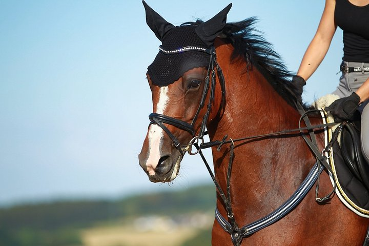 Horseback Along the Luxor West Bank