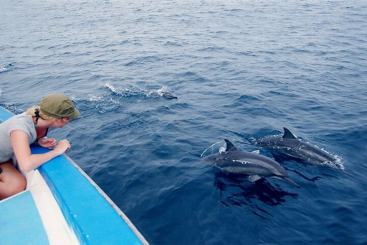 Marsa Alam Dolphin Watching Boat Tour Ocean Encounters - Photo 1 of 9