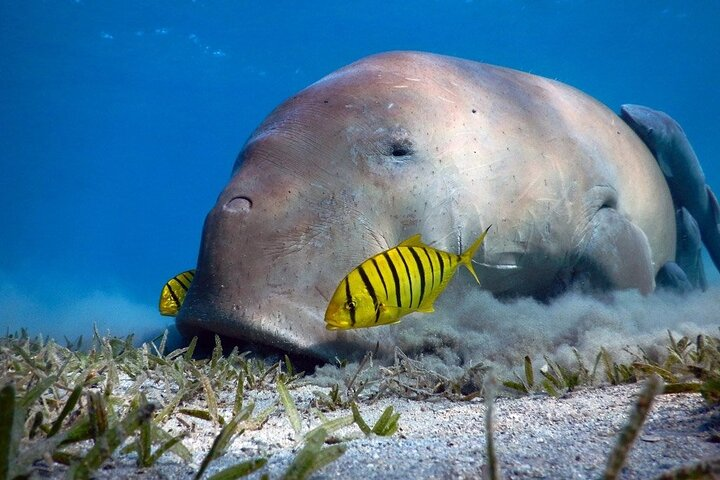 Marsa Alam: Snorkel with Sea Cows and Turtles at Marsa Mubarak - Photo 1 of 6