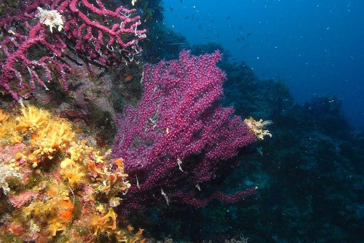 scuba diving from marsa alam