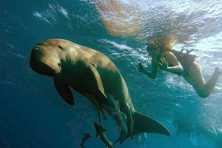 snorkeling with dugong in marsa mubarak - marsa alam trips