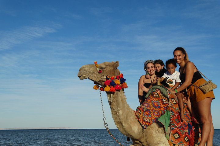 Camel Ride in Maras Alam 